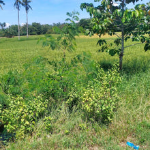 Load image into Gallery viewer, 1,000 sqm title along highway at Trinidad Bohol. 1,200/sqm