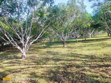 Load image into Gallery viewer, Lot for sale 2 hectares clean title  near highway Tinago Dauis Bohol, Panglao Island 3,500/sqm