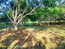 Load image into Gallery viewer, Lot for sale 2 hectares clean title  near highway Tinago Dauis Bohol, Panglao Island 3,500/sqm