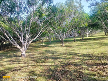 Load image into Gallery viewer, Lot for sale 2 hectares clean title  near highway Tinago Dauis Bohol, Panglao Island 3,500/sqm