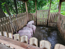 Load image into Gallery viewer, 2 Native houses for sale 2nd lot from highway at Clarin Bohol