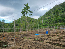 Load image into Gallery viewer, 3.2 has second lot from highway at Balilihan Bohol
