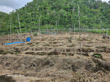 Load image into Gallery viewer, 3.2 has second lot from highway at Balilihan Bohol
