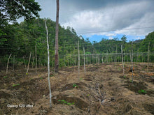 Load image into Gallery viewer, 3.2 has second lot from highway at Balilihan Bohol