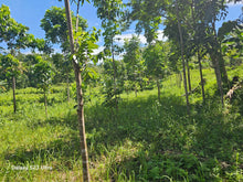 Load image into Gallery viewer, 2 has with ricefield, mahogany and coconut trees at Balilihan Bohol