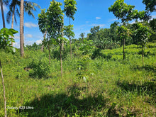 Load image into Gallery viewer, 2 has with ricefield, mahogany and coconut trees at Balilihan Bohol