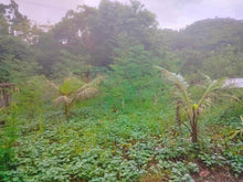 Load image into Gallery viewer, Beach lot for sale 1,500 sqm Guindulman Bohol 12m