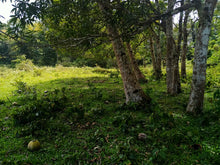 Load image into Gallery viewer, Lot for sale 77,000 sqm near highway Bilar Bohol Philippines 250/sqm