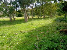 Load image into Gallery viewer, Lot for sale 77,000 sqm near highway Bilar Bohol Philippines 250/sqm