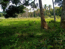 Load image into Gallery viewer, Lot for sale 77,000 sqm near highway Bilar Bohol Philippines 250/sqm