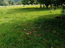 Load image into Gallery viewer, Lot for sale 77,000 sqm near highway Bilar Bohol Philippines 250/sqm