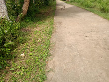 Load image into Gallery viewer, Lot for sale 77,000 sqm near highway Bilar Bohol Philippines 250/sqm