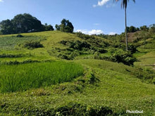 Load image into Gallery viewer, Buenavista Farm for Piggery, Poultry and along river 3.9hectares