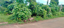 Load image into Gallery viewer, Lot For Sale Trinidad Bohol With 1,500 Square Meter