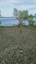 Load image into Gallery viewer, Beach lot for sale  12,000 sqm clean title Ubay Bohol 9m
