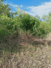 Load image into Gallery viewer, Beach lot for sale  12,000 sqm clean title Ubay Bohol 9m