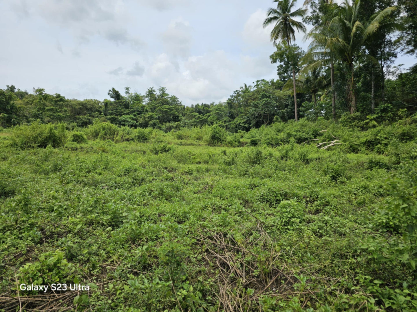 8,000 sqm lot for sale at Balilihan Bohol