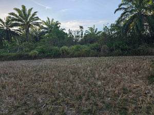 Lot For Sale In Ubay Bohol 3,000 Sqm Propertyph.net