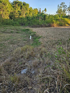 Lot For Sale In Ubay Bohol 3,000 Sqm Propertyph.net