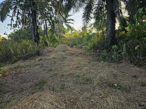 Lot For Sale In Ubay Bohol 3,000 Sqm Propertyph.net