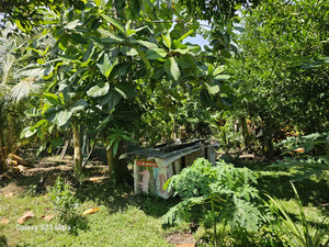 2bedroom house with fruit trees at Talibon Bohol