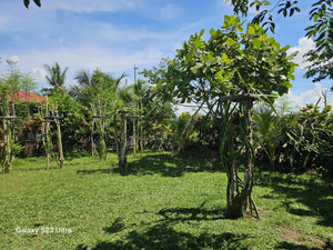 2bedroom house with fruit trees at Talibon Bohol