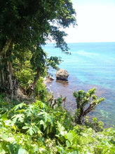 Load image into Gallery viewer, Beach lot for sale 1,500 sqm title Guindulman Bohol 12m negotiable