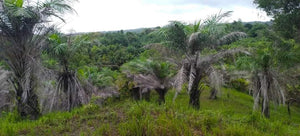 Lot for sale 21 hectares expandable at 60 hectares or more Buenavista Bohol 100/sqm