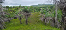 Load image into Gallery viewer, Lot for sale 21 hectares expandable at 60 hectares or more Buenavista Bohol 100/sqm