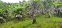 Load image into Gallery viewer, Lot for sale 21 hectares expandable at 60 hectares or more Buenavista Bohol 100/sqm