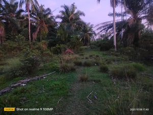 10 hectares near highway at 250/sqm at Trinida Bohol..