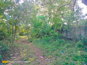 Lot for sale 1.4 hectares, clean title second lot from highway Lourdes Bohol Panglao Island