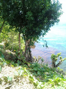 Beach lot for sale 1,500 sqm title Guindulman Bohol 12m negotiable