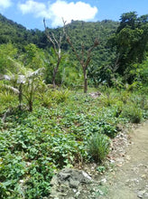 Load image into Gallery viewer, Beach lot for sale 1,500 sqm title Guindulman Bohol 12m negotiable