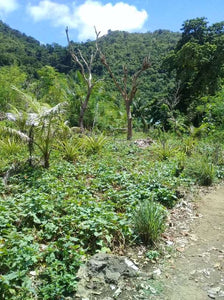 Beach lot for sale 1,500 sqm title Guindulman Bohol 12m negotiable