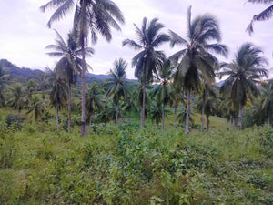 Lot for sale 54,000 sqm Cambinocot Cebu City 350/sqm