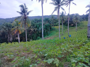 Lot for sale 54,000 sqm Cambinocot Cebu City 350/sqm