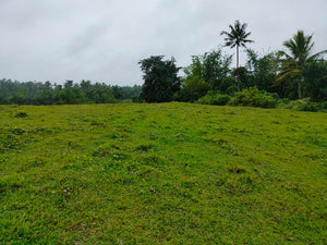 Overlooking lot for sale along river Ubay Bohol 1.5m