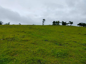 Overlooking lot for sale along river Ubay Bohol 1.5m