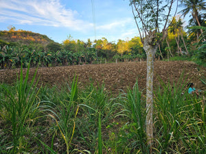 Lot For Sale In Dumanjug Cebu 84,000 Sqm Propertyph.net