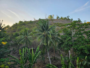 Lot For Sale In Dumanjug Cebu 84,000 Sqm Propertyph.net