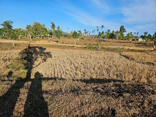 Cheap farm lot 14,000 sqm near highway Ubay Bohol Philippines 100/sqm negotiable