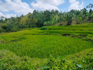 14 hectares title at Carmen Bohol