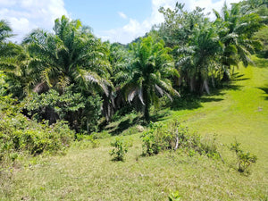 14 hectares title at Carmen Bohol