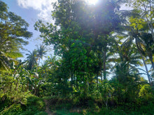 Load image into Gallery viewer, 16,000 sqm lot for sale with coconut trees at Tuburan Cebu