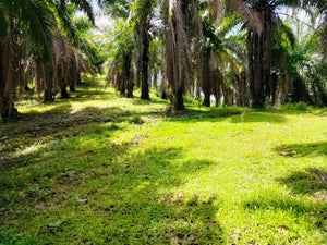 14 hectares title at Carmen Bohol