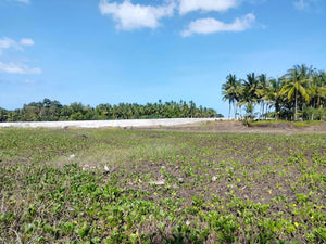 16,000 sqm lot for sale with coconut trees at Tuburan Cebu