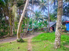 Load image into Gallery viewer, 16,000 sqm lot for sale with coconut trees at Tuburan Cebu