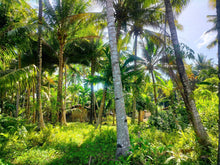 Load image into Gallery viewer, 16,000 sqm lot for sale with coconut trees at Tuburan Cebu