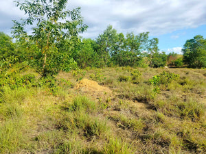 2.6 Hectares at Bagacay, Talibon, Bohol